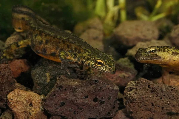 Nahaufnahme Eines Wunderschönen Wassermolchmännchens Aus Den Karpaten Lissotriton Montandoni — Stockfoto