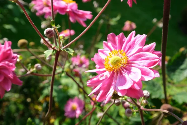 Koyu Yeşil Arka Planda Pembe Çiçekler Dekoratif Bahçe Bitkilerinin Seçici — Stok fotoğraf