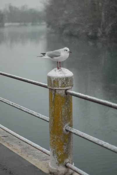 Lonely European Herring Gull Perching Wooden Post — Stock Photo, Image