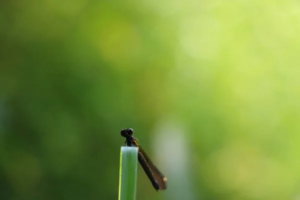 Closeup Shot Small Dragonfly Sitting Leaf — Stock Photo, Image