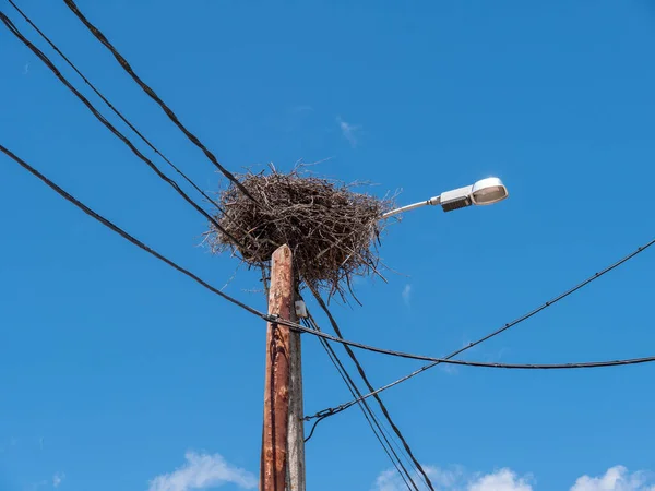 Eine Flache Aufnahme Eines Vogelnestes Auf Einem Laternenpfahl Vor Blauem — Stockfoto