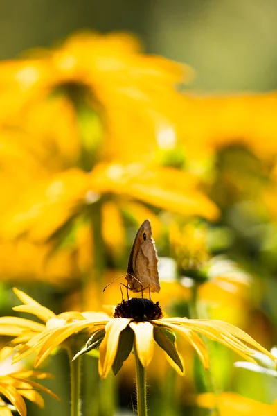 Eine Vertikale Nahaufnahme Eines Braunen Schmetterlings Der Auf Der Gelben — Stockfoto