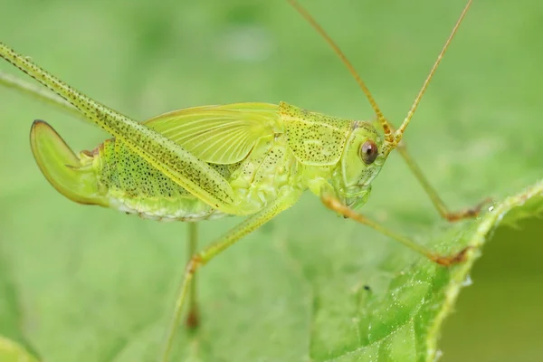 Primer Plano Grillo Verde Hoz Phaneroptera Falcata Ninfa —  Fotos de Stock