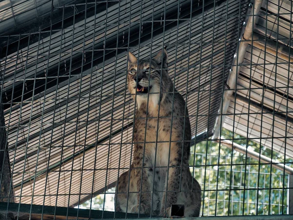 Fenséges Hiúz Kansasi Cédrusliget Feline Conservation Education Center Hálója Mögött — Stock Fotó