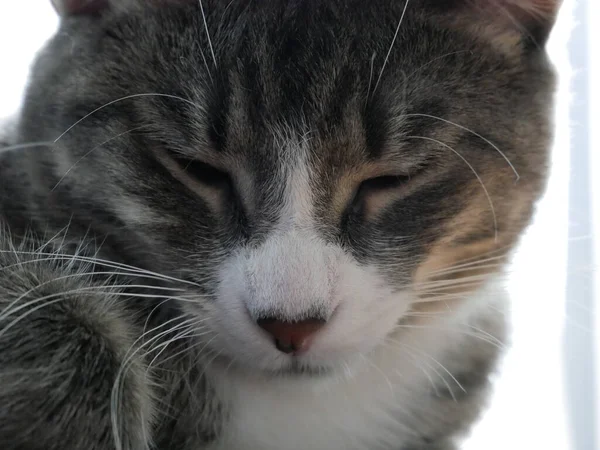 背景がぼやけた可愛い猫のクローズアップ — ストック写真