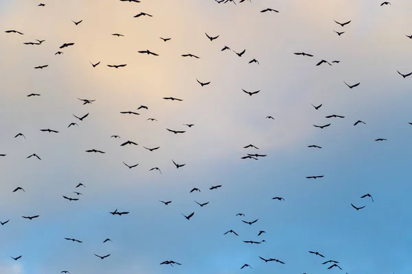 一大群黑鸟 乌鸦和乌鸦 在乌云笼罩的黄蓝夏日的天空中飞翔 — 图库照片