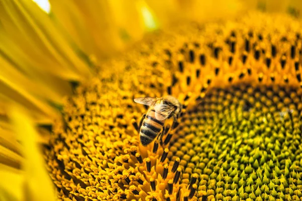 Pszczoła Zapylająca Się Słoneczniku — Zdjęcie stockowe
