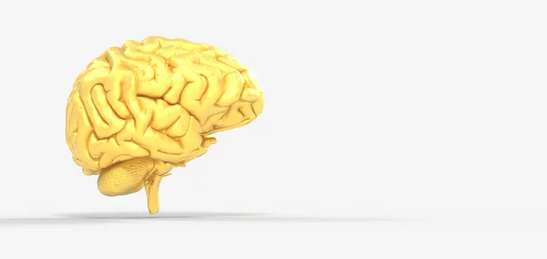 Rendering Human Brain Anatomical Model Isolated Whit — Stock Photo, Image