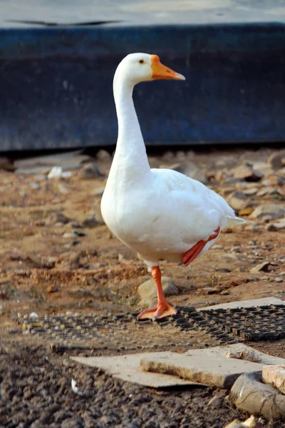 Närbild Gås — Stockfoto