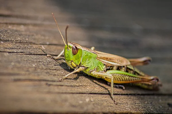 Closeup Green Grasshopper Wooden Weathered Surface — Stock Photo, Image