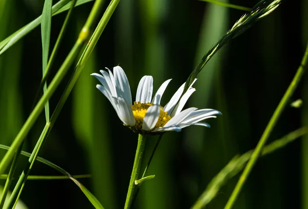 Gros Plan Une Fleur Marguerite Sur Fond Flou — Photo