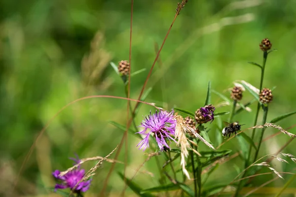 Primer Plano Flores Beebalm — Foto de Stock