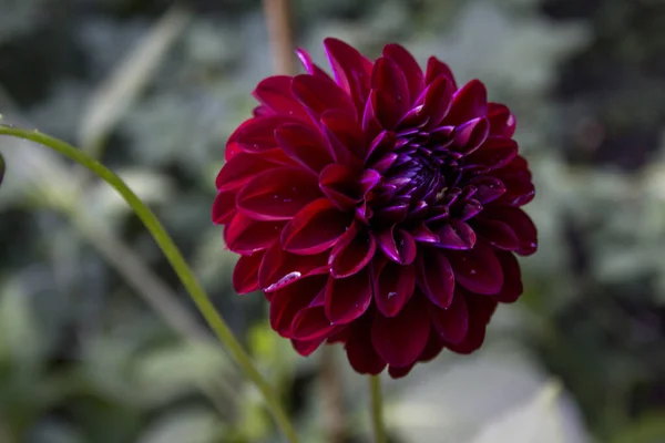 Ein Selektiver Fokus Der Blühenden Schönen Lila Dahlienblüte Vor Dem — Stockfoto