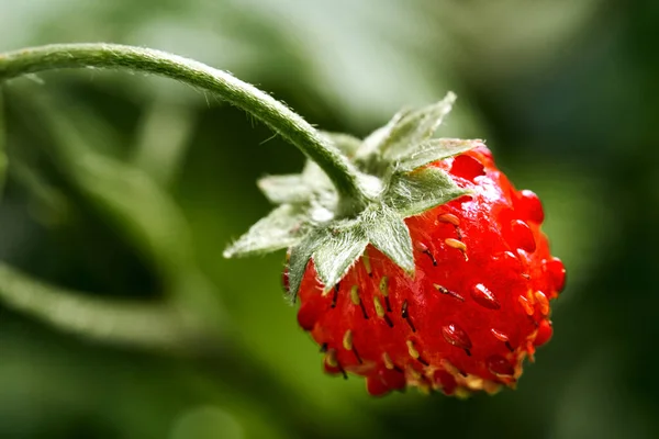 Een Close Van Een Wilde Aardbei Groeiend Een Veld Onder — Stockfoto