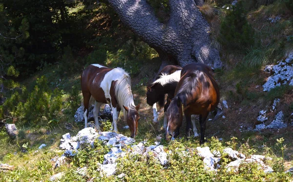 Eine Herde Pferde Den Bergen — Stockfoto