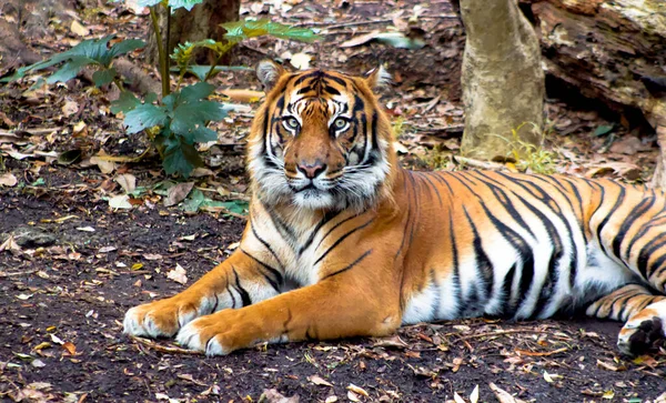 Vacker Tiger Som Ligger Den Vilda Miljön — Stockfoto