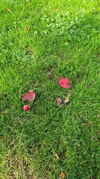 公園の芝生の上に落ちた赤い葉のクローズアップ — ストック写真