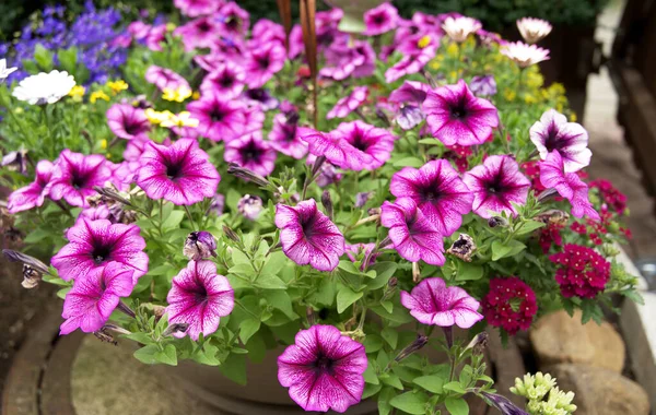 Closeup Blossomed Beautiful Pink Petunia Flowers Flowerpot — Stock Photo, Image