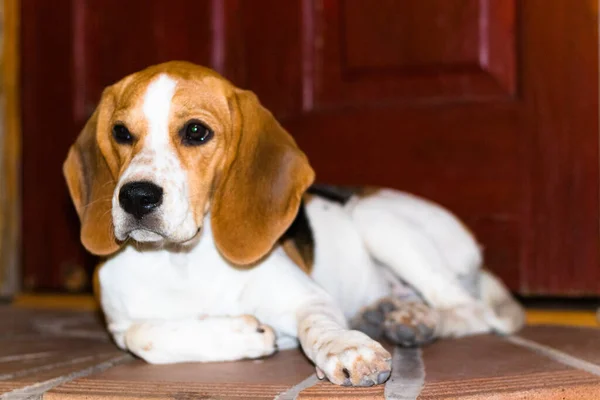 Primo Piano Beagle Seduto Terra Davanti Una Porta — Foto Stock