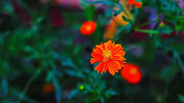 Ένα Κοντινό Πλάνο Πορτοκαλί Λουλούδια Του Σύμπαντος — Φωτογραφία Αρχείου