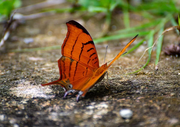 Troupeau Papillons Orange Boueux Sur Sol — Photo