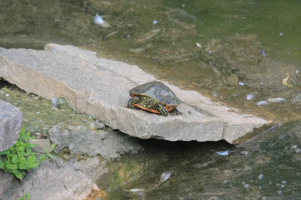 Żółw Skale Rzece Strumień Wody — Zdjęcie stockowe