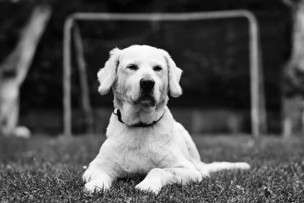 草の上に寝そべってる犬の灰色のクローズアップ — ストック写真