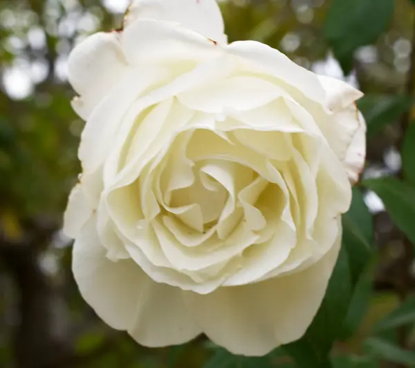 Closeup Shot Rose Blooming Garden — Stock Photo, Image