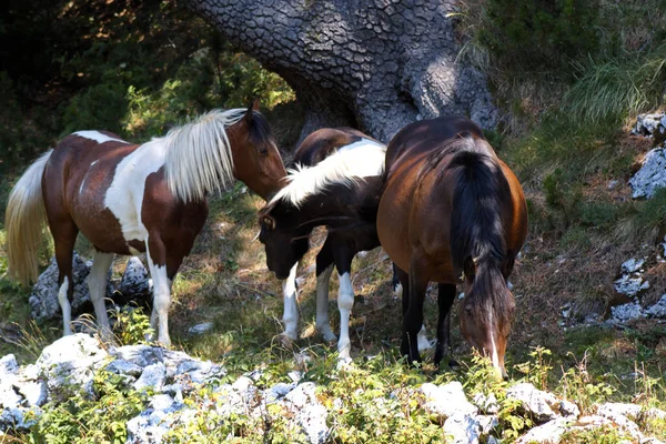 Ένα Κοπάδι Άλογα Στα Βουνά — Φωτογραφία Αρχείου