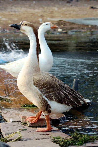 Närbild Gås — Stockfoto