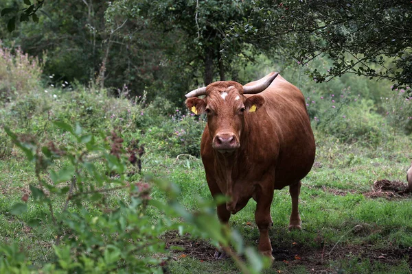 Primer Plano Una Vaca Pastando Tranquilamente Prado Verde — Foto de Stock