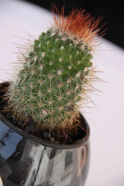 Een Verticaal Close Van Een Cactus Een Zwarte Bloempot — Stockfoto