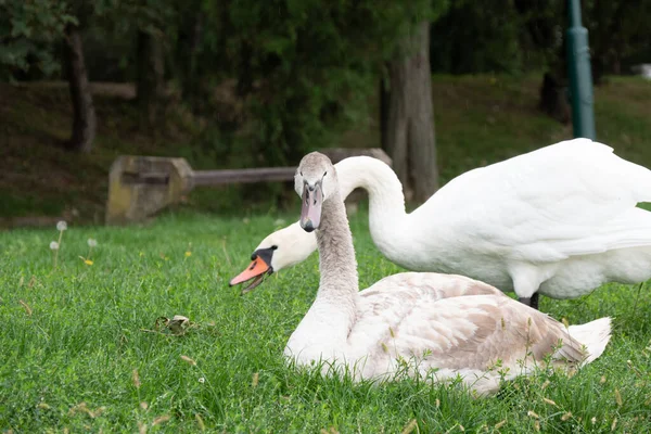 Une Mise Point Sélective Cygnes Muets — Photo