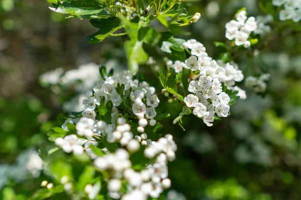 Неглибокий Фокус Білої Квітки Алісуми Сонячний День — стокове фото