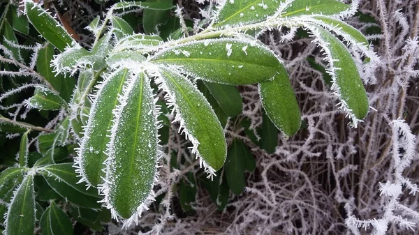 Detailní Záběr Rostlinných Listů Pokrytých Mrazem Chladného Zimního Dne — Stock fotografie