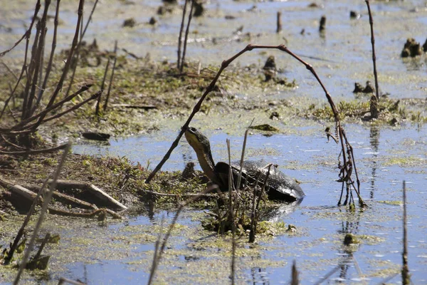 Zbliżenie Żółwia Pływającego Bagnie Suchymi Krzakami — Zdjęcie stockowe