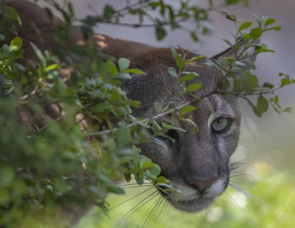 Eastern Cougar Its Natural Habitat — Stock Photo, Image