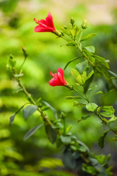 Selektywne Ujęcie Ostrości Pięknych Różowych Kwiatów Zielonym Tle — Zdjęcie stockowe