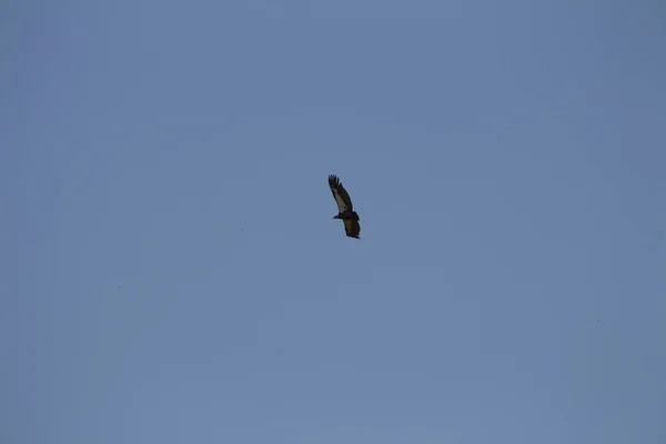 Low Angle Shot Bird Sky — Stock Photo, Image