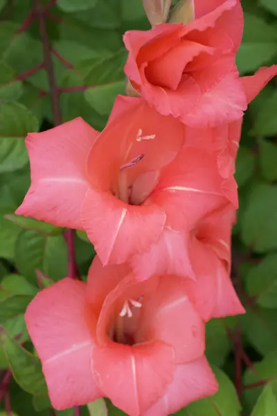 Tiro Vertical Belo Gladiolus Florescendo Jardim — Fotografia de Stock