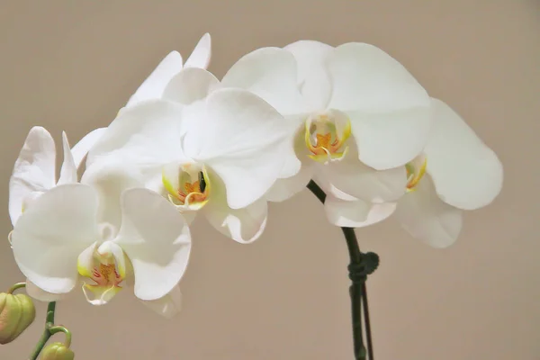 Tiro Close Orquídeas Brancas — Fotografia de Stock
