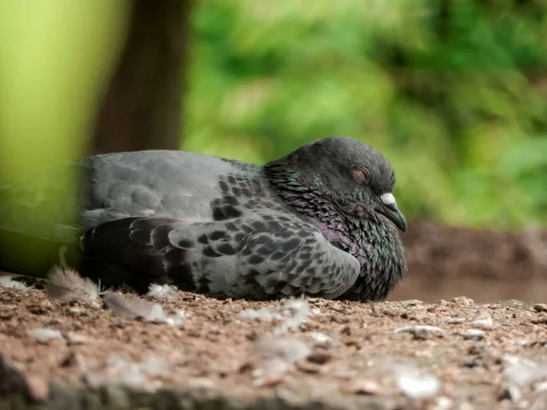 緑の葉の間の地面に黒い鳩の垂直ショット — ストック写真