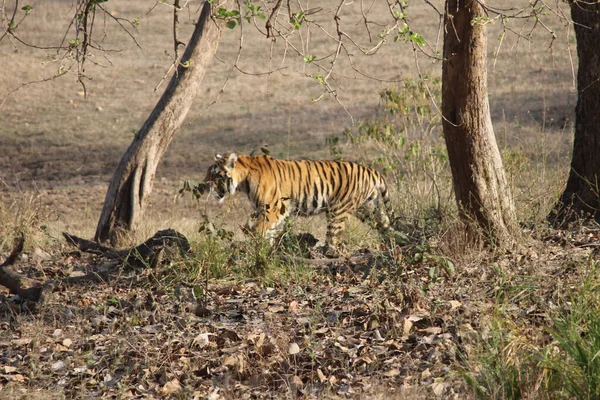 Les Tigres Sur Terrain Dans Journée — Photo