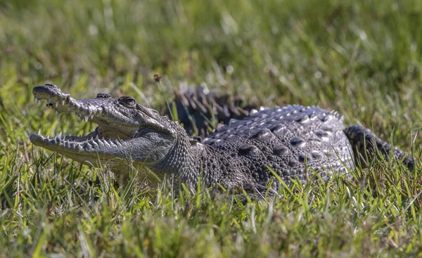 Een Close Shot Van Een Krokodil Tussen Het Gras — Stockfoto