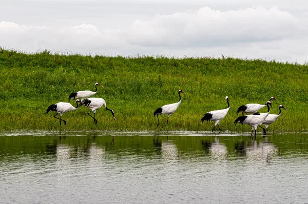 Many Red Crowned Cranes Standing Grassy Shore Wate — Stock Photo, Image