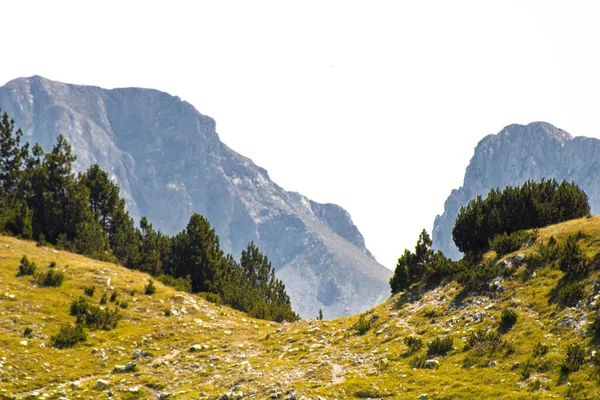 Beautiful Landscape Rocky Mountains Covered Moss Sunny Day — Stok Foto