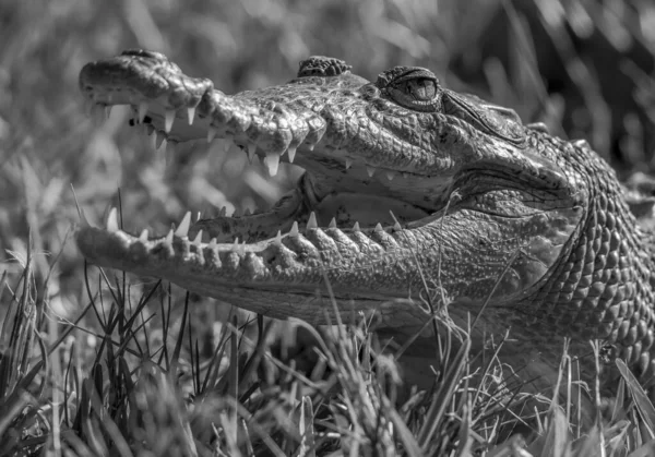 Gråskala Bild Krokodil Bland Gräset — Stockfoto