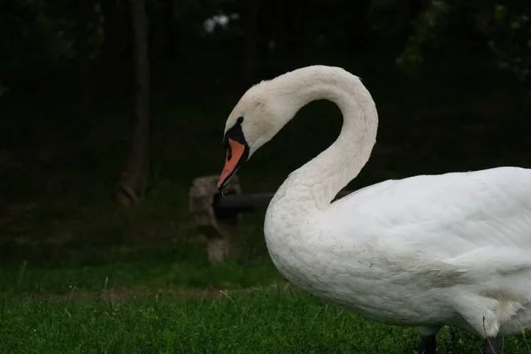 Výběrový Snímek Němé Labutě Poli — Stock fotografie