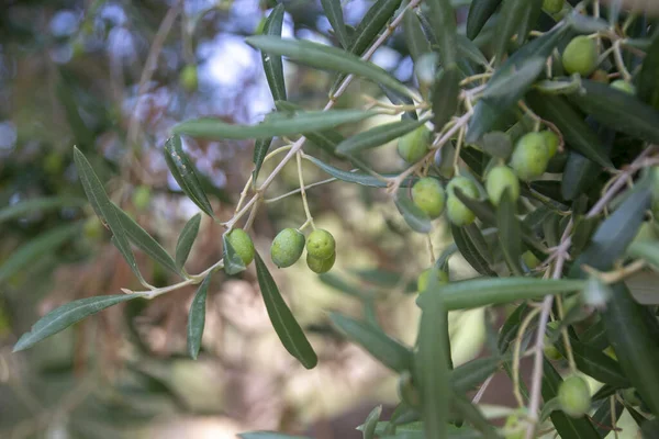Selective Focus Growing Olives Tree Branches Garden — Stock Photo, Image
