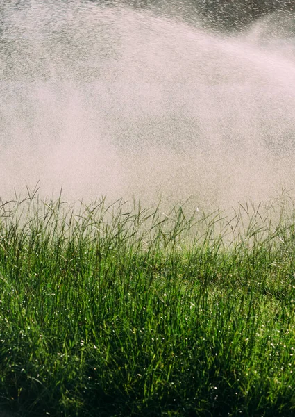 Les Prairies Étant Arrosées Par Une Journée Ensoleillée — Photo